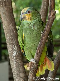 Parque Histórico - Guayaquil - Équateur