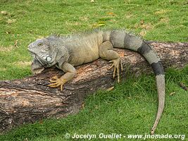 Guayaquil - Équateur