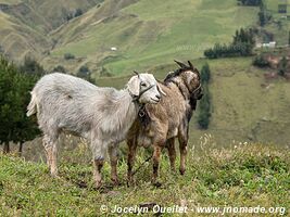 Trail from Totoras to Guamote - Ecuador