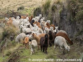 Around Chimborazo Volcano - Ecuador