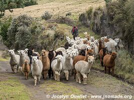 Around Chimborazo Volcano - Ecuador