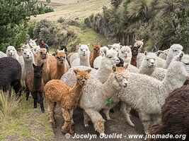 Around Chimborazo Volcano - Ecuador