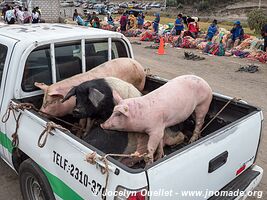 Saquisilí - Ecuador