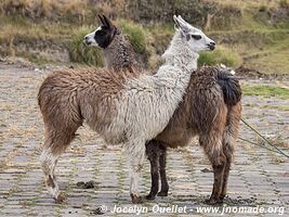 Zumbahua - Ecuador