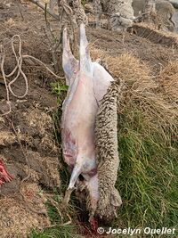 Guantualo - Ecuador