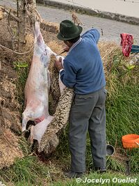 Guantualo - Ecuador