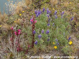 Laguna Quilotoa - Ecuador