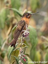 Laguna de Secas - Ecuador