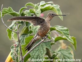 Laguna de Secas - Ecuador