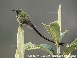 Laguna de Secas - Ecuador