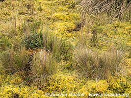 Parque nacional Cayambe-Coca - Ecuador