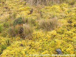 Parque nacional Cayambe-Coca - Ecuador