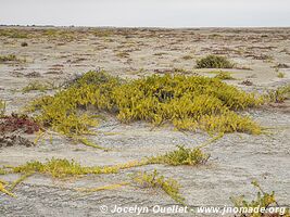 Road from Piura to Lambayeque - Peru