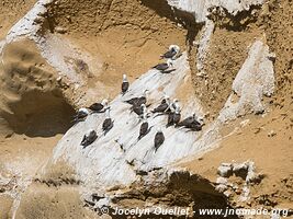 Paracas National Reserve - Peru