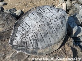 Paracas National Reserve - Peru