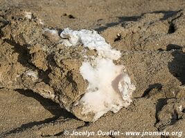 Paracas National Reserve - Peru