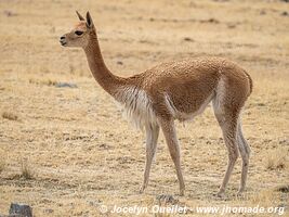 Pampas Galeras National Reserve - Peru