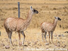 Pampas Galeras National Reserve - Peru