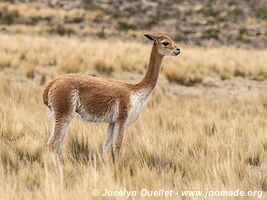 Pampas Galeras National Reserve - Peru