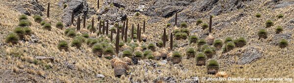 Road from Licapa to Pisco - Peru