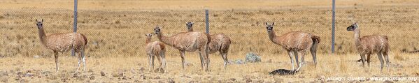 Pampas Galeras National Reserve - Peru