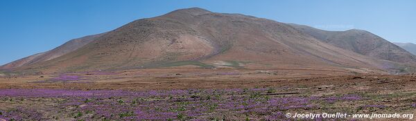 Road from Camaná to the border - Peru