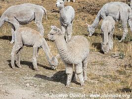 Trail Santiago from Chuco to Pampas (mining area) - Peru