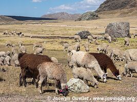 Road from San Mateo de Huanchor to Tanta - Nor Yauyos-Cochas Landscape Reserve - Peru