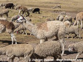 Road from San Mateo de Huanchor to Tanta - Nor Yauyos-Cochas Landscape Reserve - Peru