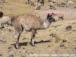 Road from San Mateo de Huanchor to Tanta - Nor Yauyos-Cochas Landscape Reserve - Peru