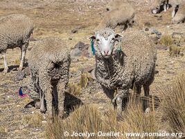 Road from San Mateo de Huanchor to Tanta - Nor Yauyos-Cochas Landscape Reserve - Peru