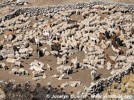 Route de Tanta à Vilca - Réserve paysagère Nor Yauyos-Cochas - Pérou