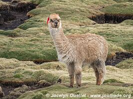 Road from Huancaya to Huancavelica - Peru