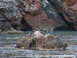 Paracas National Reserve - Peru