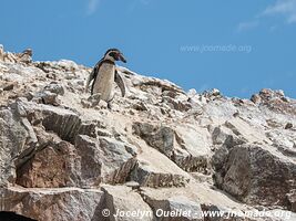 Islas Ballestas - Réserve nationale de Paracas - Pérou