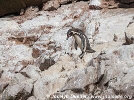 Islas Ballestas - Paracas National Reserve - Peru