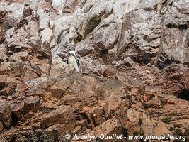 Islas Ballestas - Paracas National Reserve - Peru