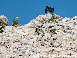 Islas Ballestas - Paracas National Reserve - Peru