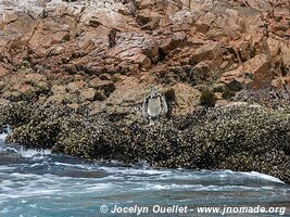 Islas Ballestas - Réserve nationale de Paracas - Pérou