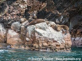 Islas Ballestas - Réserve nationale de Paracas - Pérou