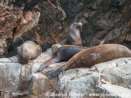 Islas Ballestas - Paracas National Reserve - Peru