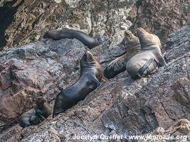 Islas Ballestas - Réserve nationale de Paracas - Pérou