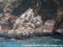 Islas Ballestas - Réserve nationale de Paracas - Pérou