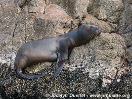 Islas Ballestas - Paracas National Reserve - Peru