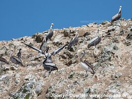 Islas Ballestas - Paracas National Reserve - Peru