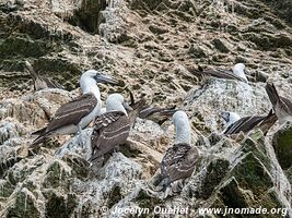 Islas Ballestas - Réserve nationale de Paracas - Pérou