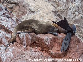 Islas Ballestas - Réserve nationale de Paracas - Pérou