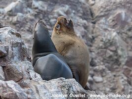 Islas Ballestas - Réserve nationale de Paracas - Pérou