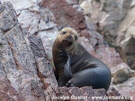 Islas Ballestas - Paracas National Reserve - Peru