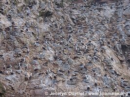 Islas Ballestas - Paracas National Reserve - Peru